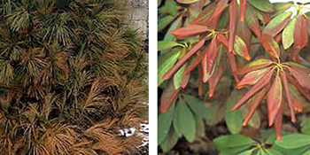 Assess and repair Winter plant damage|Winter Plant Burn